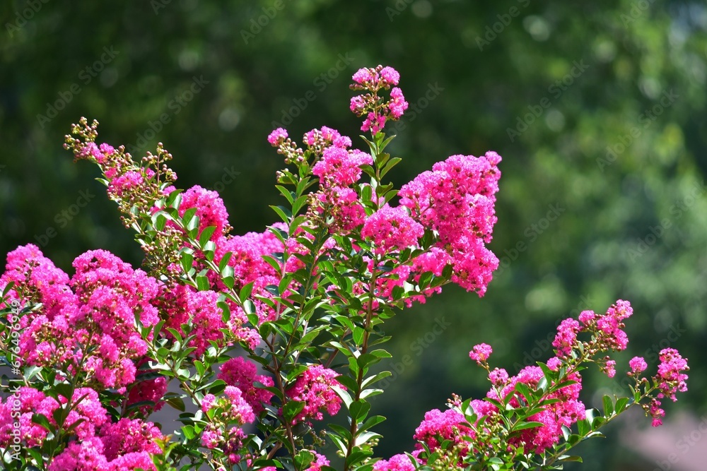 Selective focus shot of blooming crape myrtle Selective focus shot of blooming crape myrtle