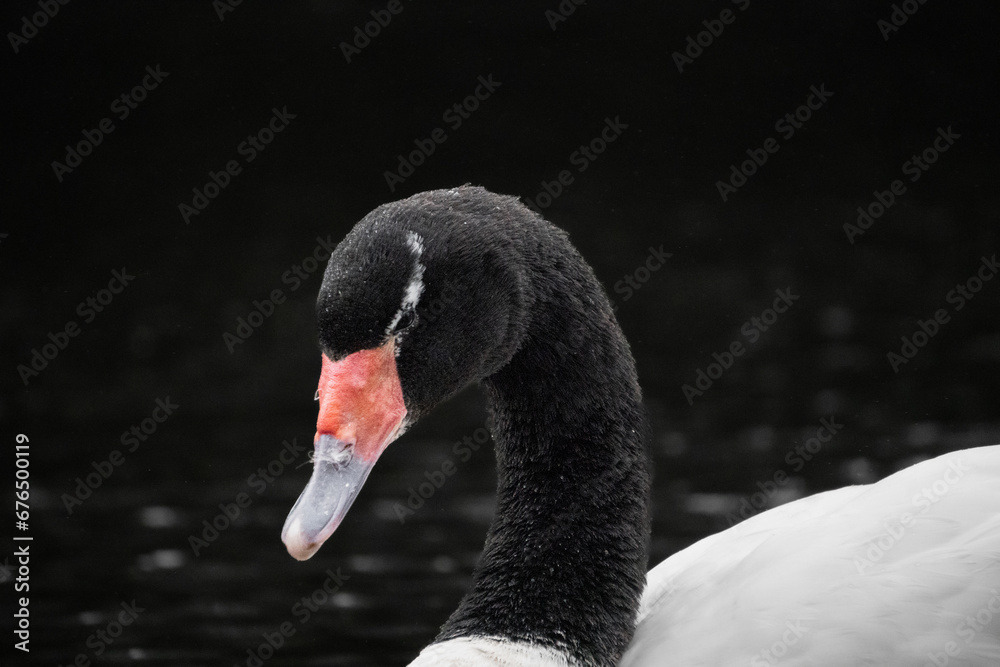 Obraz premium Black-necked swans on a lake