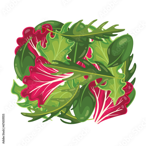 Fresh leaves for salad vector illustration. Cartoon isolated top view of different spring purple and green leaf vegetable, assorted mix of arugula and spinach, radicchio and basil, lettuce leaves