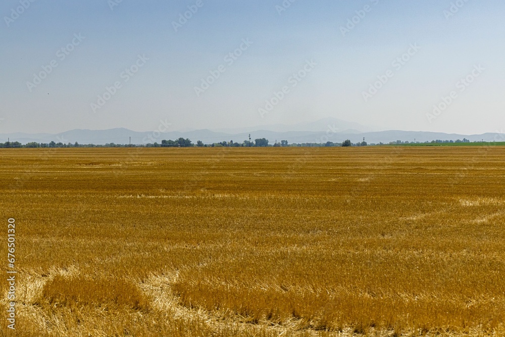 Beautiful scene of a big farm landscape with orange grass under a cloudless sky