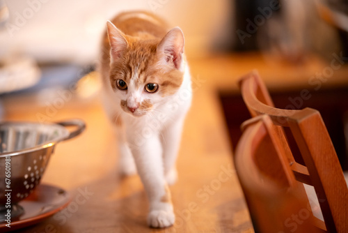 Biało-rudy kot przechadza się po kuchennych meblach photo