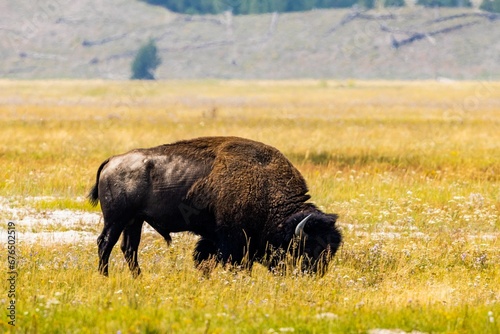 American bison grazing in the field. Yellowstone National Park.