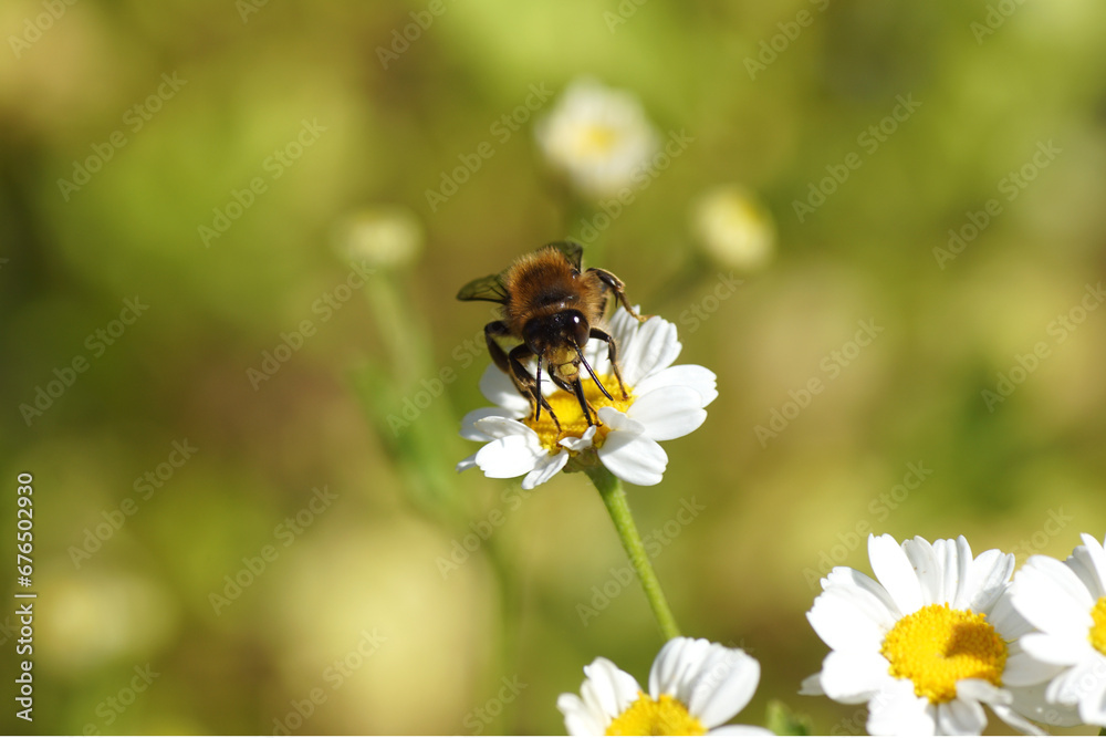 Fork-tailed Flower Bee (Anthophora furcata), family Apidae. Flowers of feverfew (Tanacetum parthenium), family Asteraceae. June, Dutch garden Fork-tailed Flower Bee (Anthophora furcata), family Apidae. Flowers of feverfew (Tanacetum parthenium), family Asteraceae. June, Dutch garden