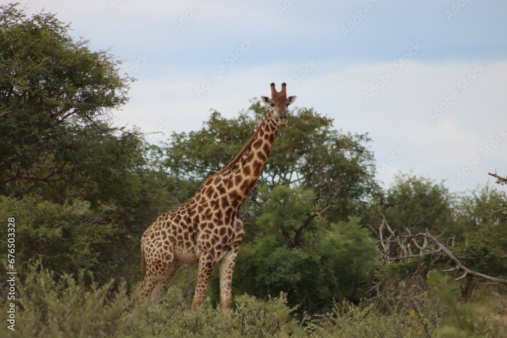 giraffe in the savannah