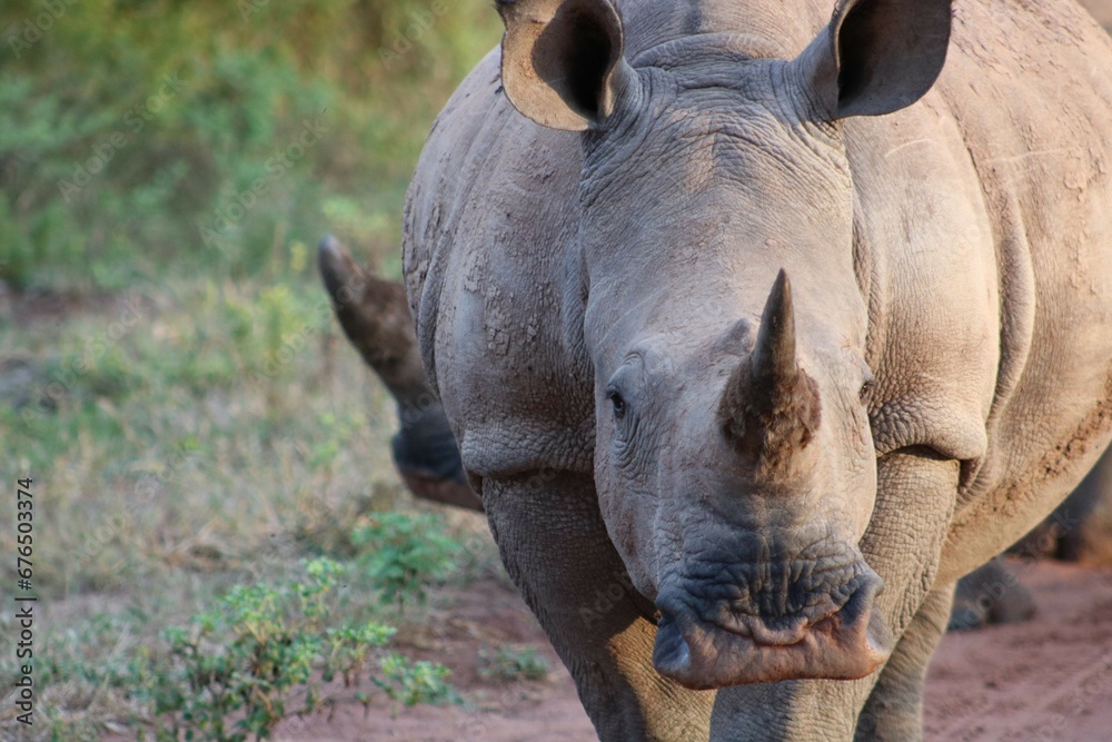 Obraz premium rhino close up