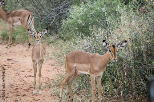 impala in the savannah