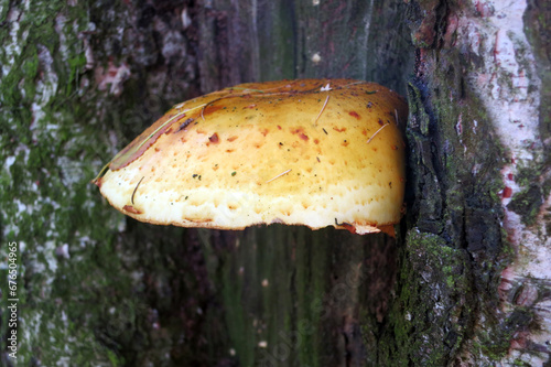 Golden flake , sawdust (Phaeolepiota aurea) mushrooms on a tree photo