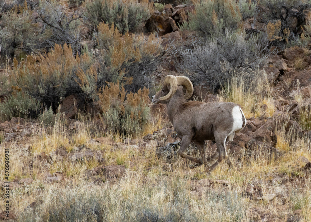 Desert Bighorn Sheep