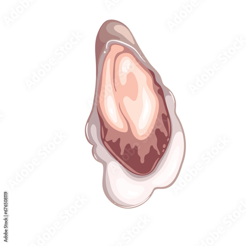 Fresh oyster vector illustration. Cartoon isolated top view of one open clam on shell, raw bivalve mollusc and marine animal, cold uncooked delicatessen seafood and ingredient of luxury appetizer