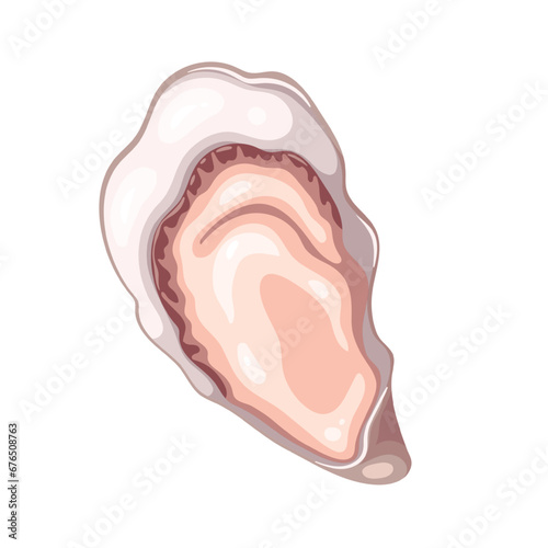 Fresh oyster vector illustration. Cartoon isolated top view of one open clam on shell, raw bivalve mollusc and marine animal, cold uncooked delicatessen seafood and ingredient of luxury appetizer