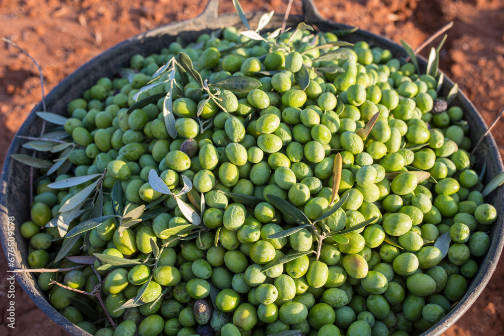 Harvesting bucket full of green olives