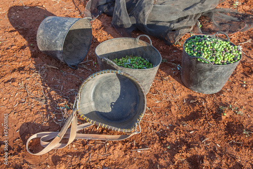 Fruit-gathering basket and harvesting buckets