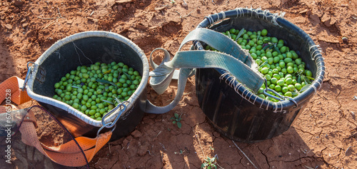 Obraz na plátně Fruit-gathering baskets with green olives
