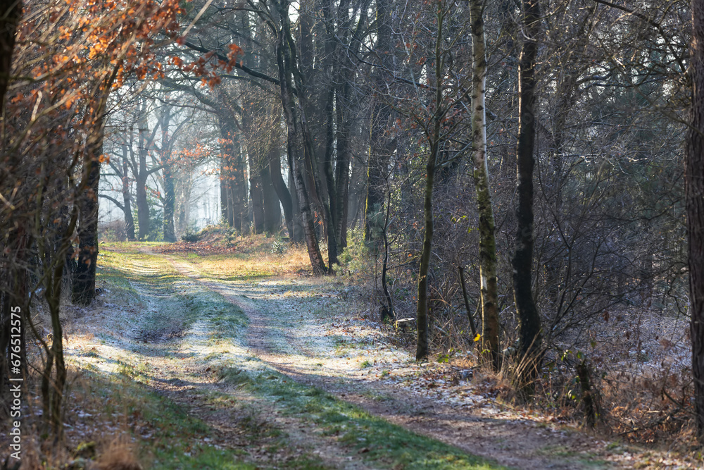 Fototapeta premium Winding forest path covered with a layer of snow.