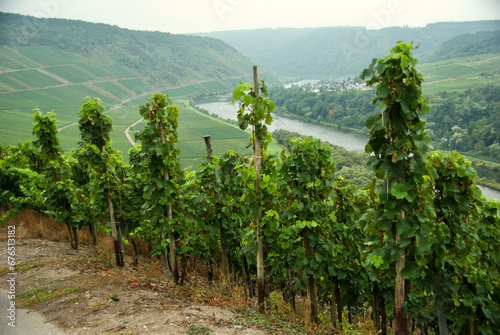 Agricultural landscape with vineyards on the slope down to the Moselle River in Germany in autumn.  photo