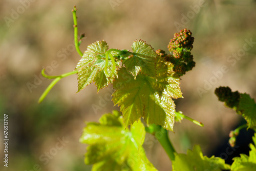Vine plant with fresh green leaves and a small bunch of unripe berries on a vineyard in summer in France. photo