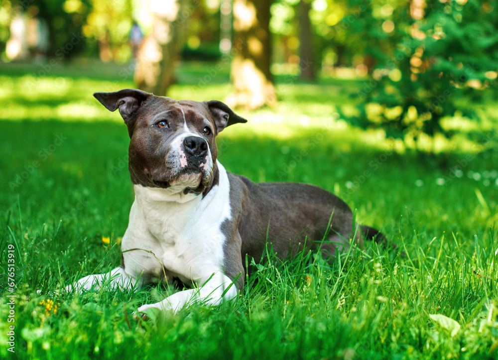 A dog of the American Staffordshire terrier breed lies in the green grass on the background of the park. She has an offended look and looks away. Walking and training. The photo is blurred.