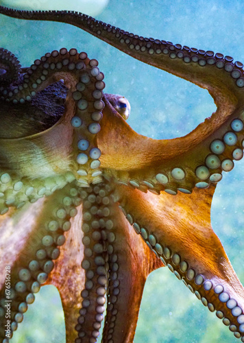 Oktopus von unten mit Tentakel im Wasser