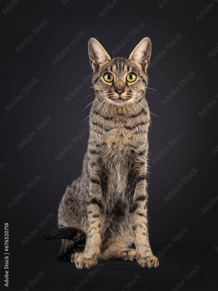 Beautiful Savannah cat, sitting up straight facing front. Looking towards camera. Isolated on a black background.