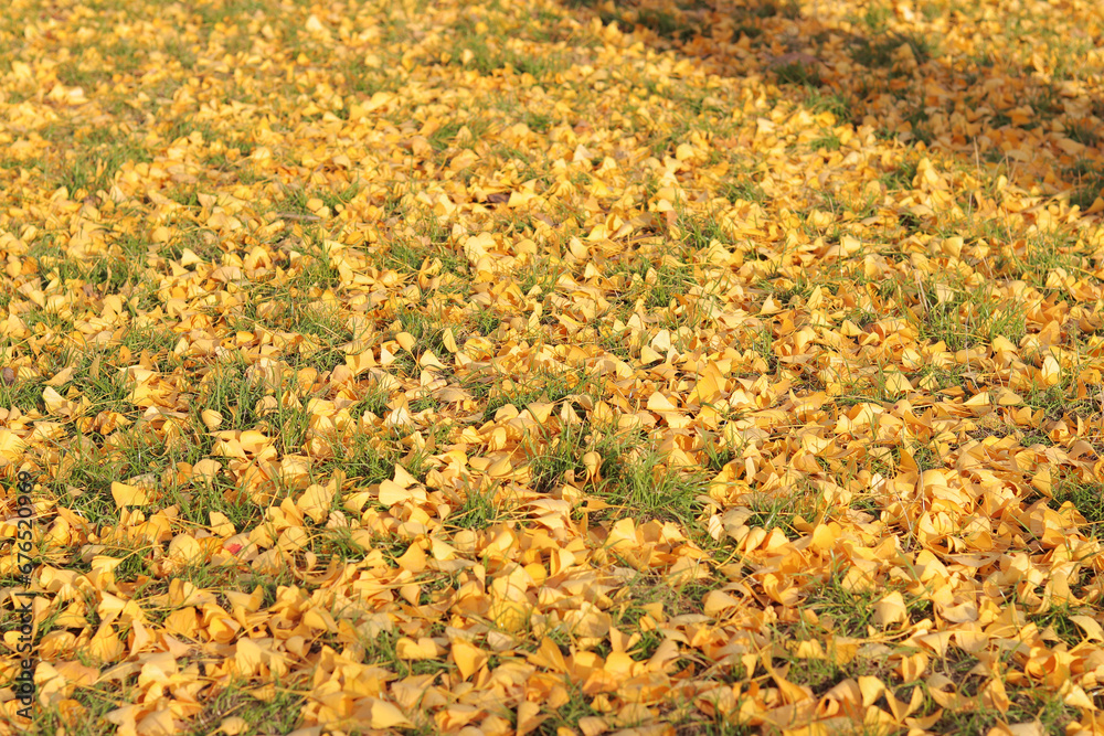Close-up of gingo leaves that have fallen to the ground, selective focus. Yellow gingo leaves on the grass, autumn background. Change of season