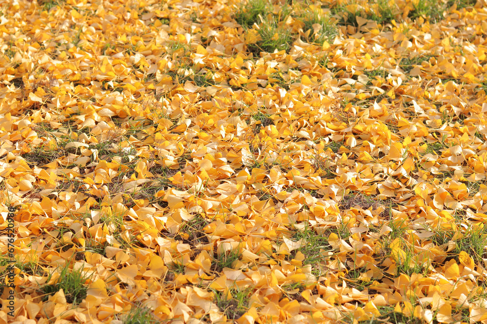 Close-up of gingo leaves that have fallen to the ground, selective focus. Yellow gingo leaves on the grass, autumn background. Change of season Close-up of gingo leaves that have fallen to the ground, selective focus. Yellow gingo leaves on the grass, autumn background. Change of season