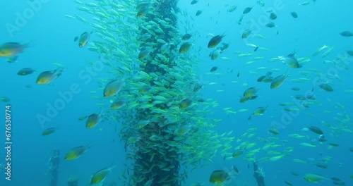 Flock herd of yellow Jack fish bait ball hiding from the shark. A fish swimming around the mast of a sunken ship. Seascape with schooling yellow Jack fish in the sunken ship of the Caribbean Sea photo