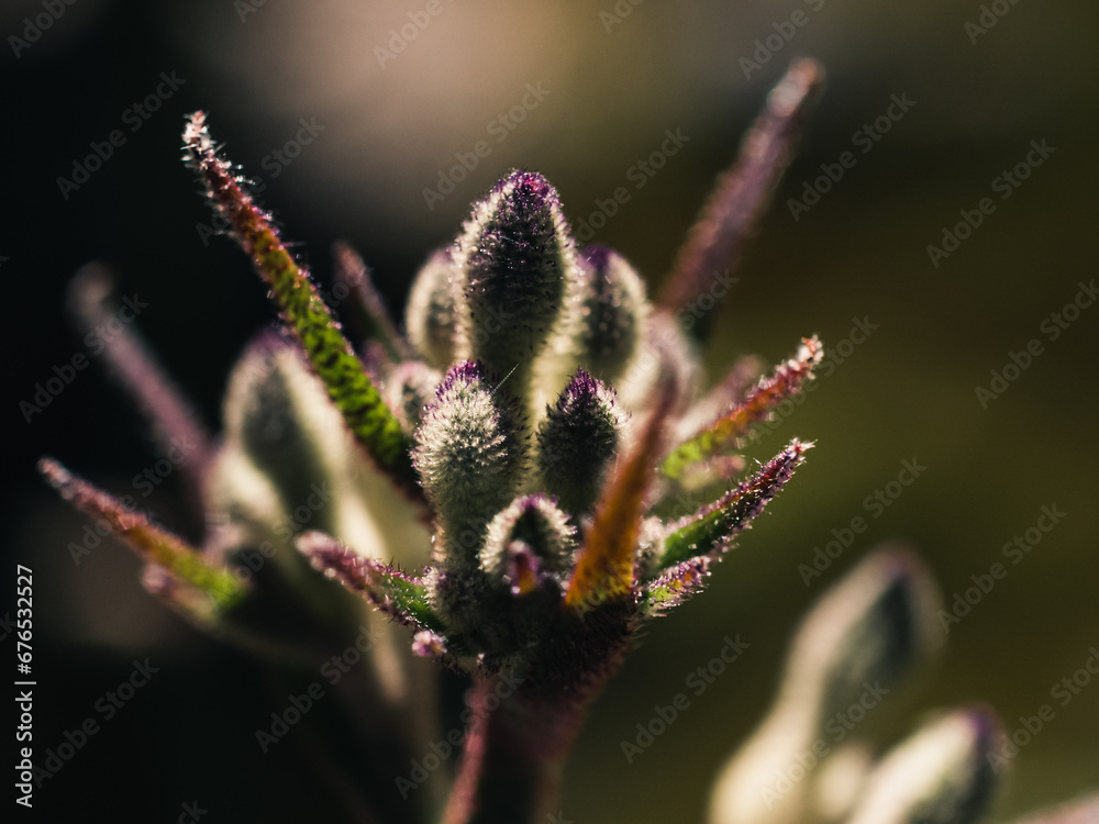 bud of a plant bud of a plant