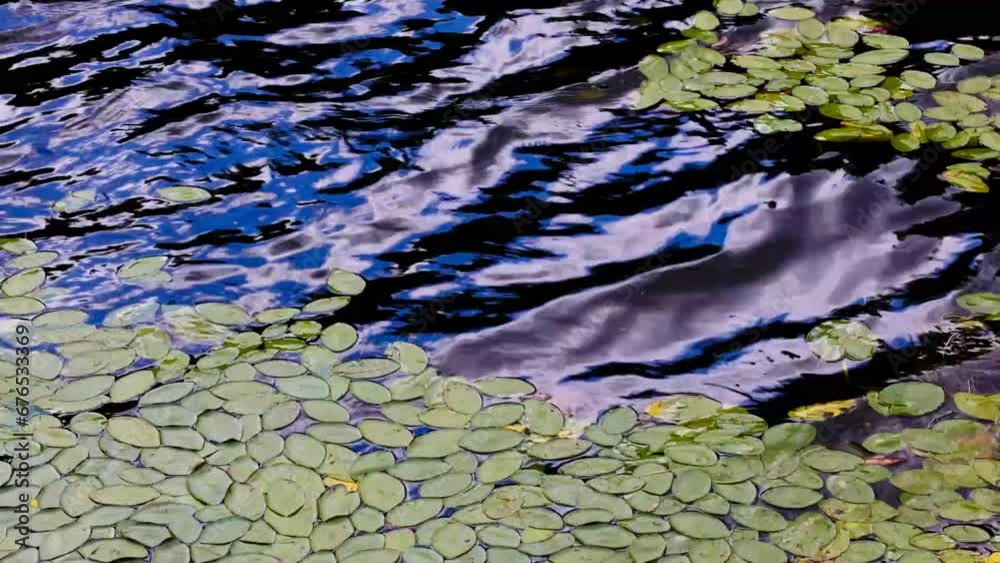 Closeup of lily pads in a pond Closeup of lily pads in a pond