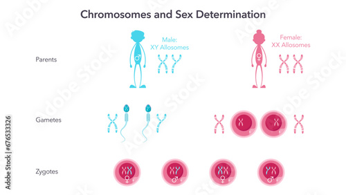 Chromosomes and Sex Determination genome sciences vector illustration infographic