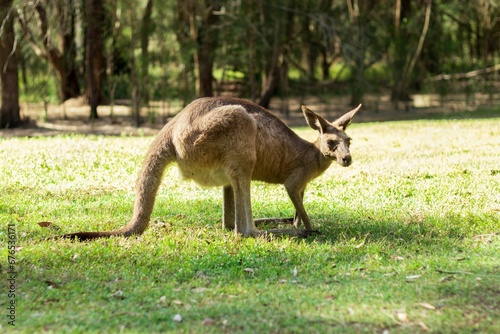 Closeup of an Eastern grey kangaroo in the Coombabah Park, Gold Coast, Australia photo