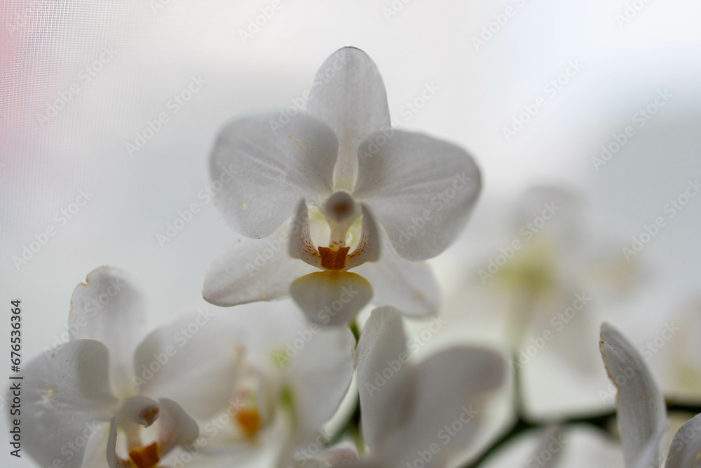 Obraz premium Ethereal Elegance: White Orchid Blossom