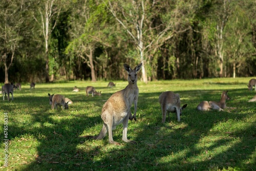 Group of kangaroos at Coombabah Park in Australia on a sunny day photo