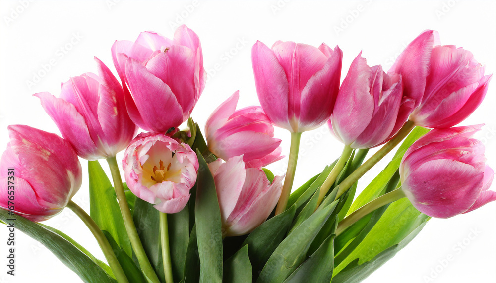 pink tulips isolated on white pink tulips isolated on white