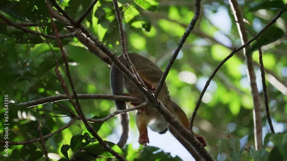 Cute little squirrel monkey jumping through the canopy of the tropical rainforest in the Cuyabeno wildlife reserve in the Amazon region of Ecuador. Cute little squirrel monkey jumping through the canopy of the tropical rainforest in the Cuyabeno wildlife reserve in the Amazon region of Ecuador.