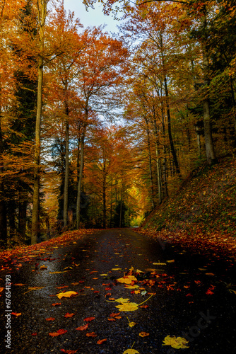 Herbstfarben in den schweizer Alpen auf einem Waldweg