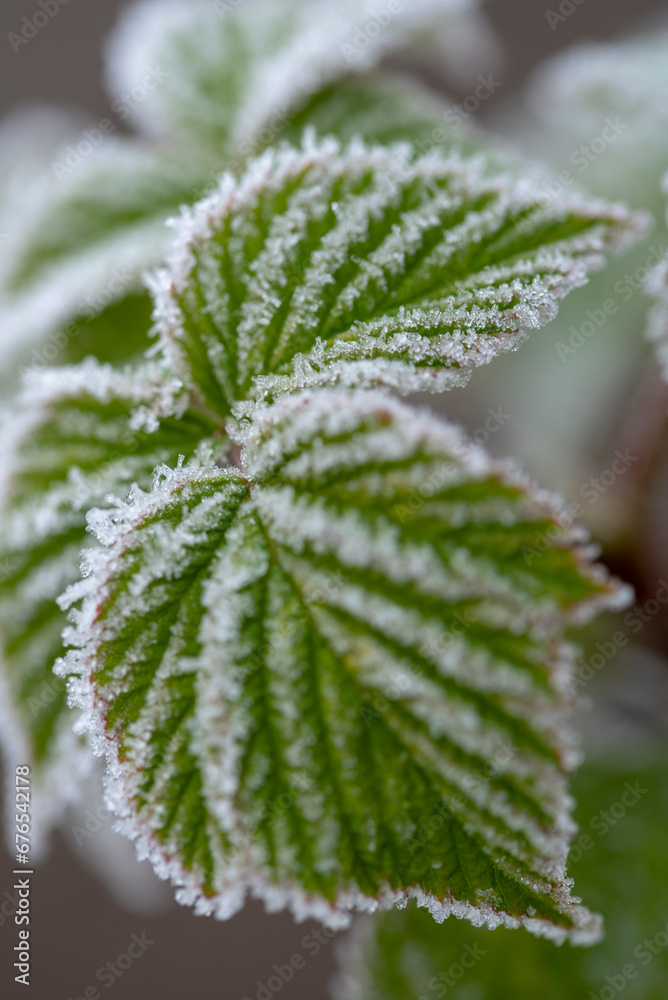 Branches covered frost