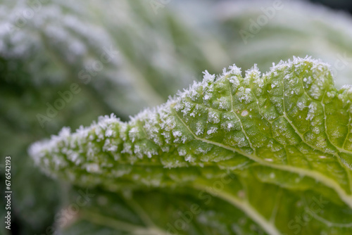 Frost on a cabbage.