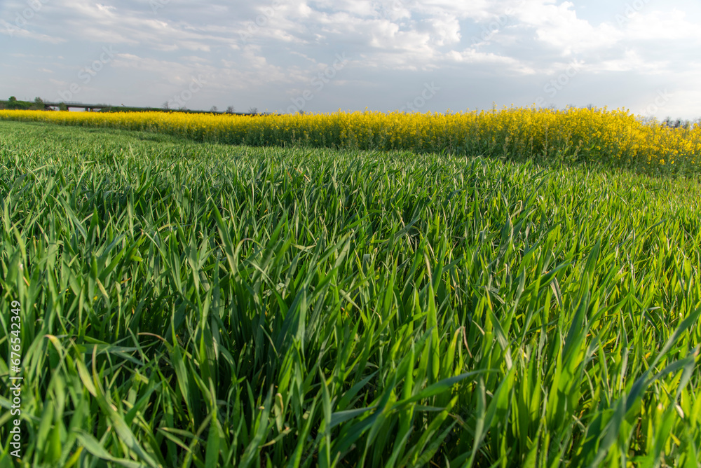 Fresh ears of young green wheat