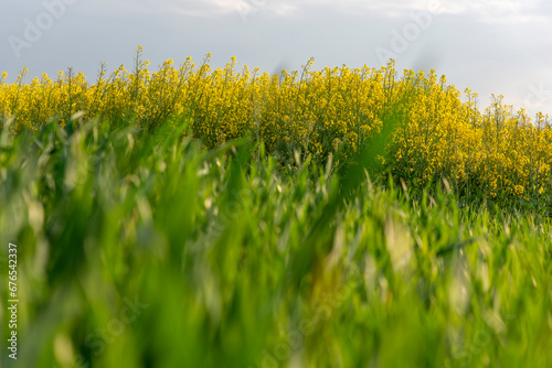 Blooming rapeseed field