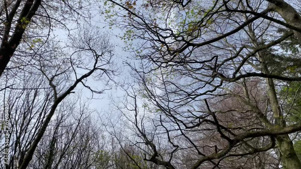 Moving shot from leafless branches and an unpaved road in the forest