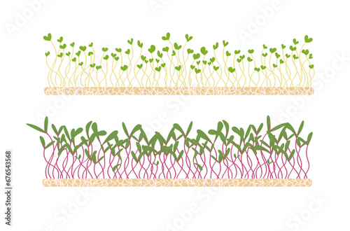 Fresh young microgreens on a linen mat. Various sprouted grains beets, radishes, broccoli, amaranth, peas, corn, alfalfa, watercress, shungiku, red cabbage and young leaves, healthy food hand drawn
