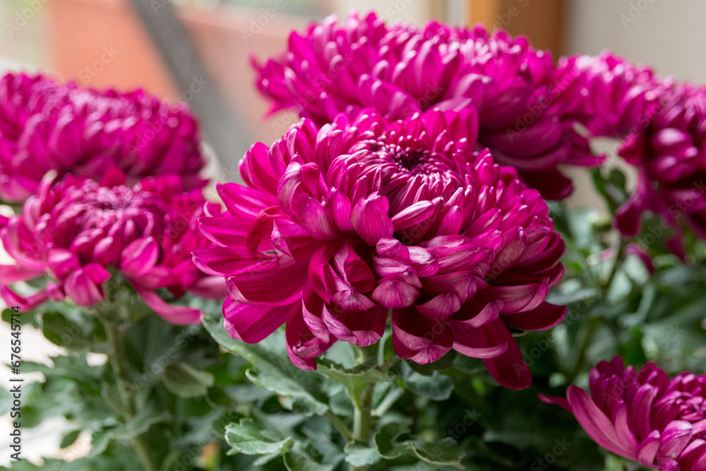 Bouquet of burgundy chrysanthemum flowers. Close-up.