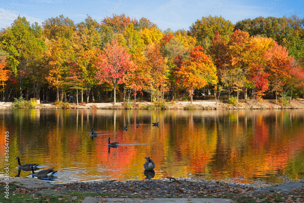 Geese swimming on Coe Lake in Berea, Ohio, amid brilliant fall colors - obrazy, fototapety, plakaty 