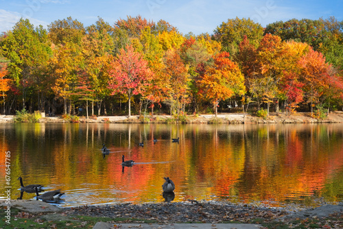 Geese swimming on Coe Lake in Berea, Ohio, amid brilliant fall colors photo