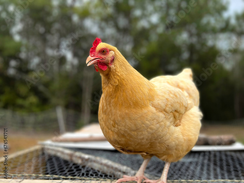 Golden brown Buff Orpington Chicken perched up on a chicken tractor facing the camera with a forest in the background