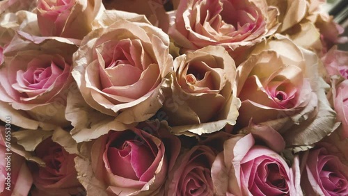 Beautiful pink roses, a bouquet of roses, slow movement over the flowers in a circle