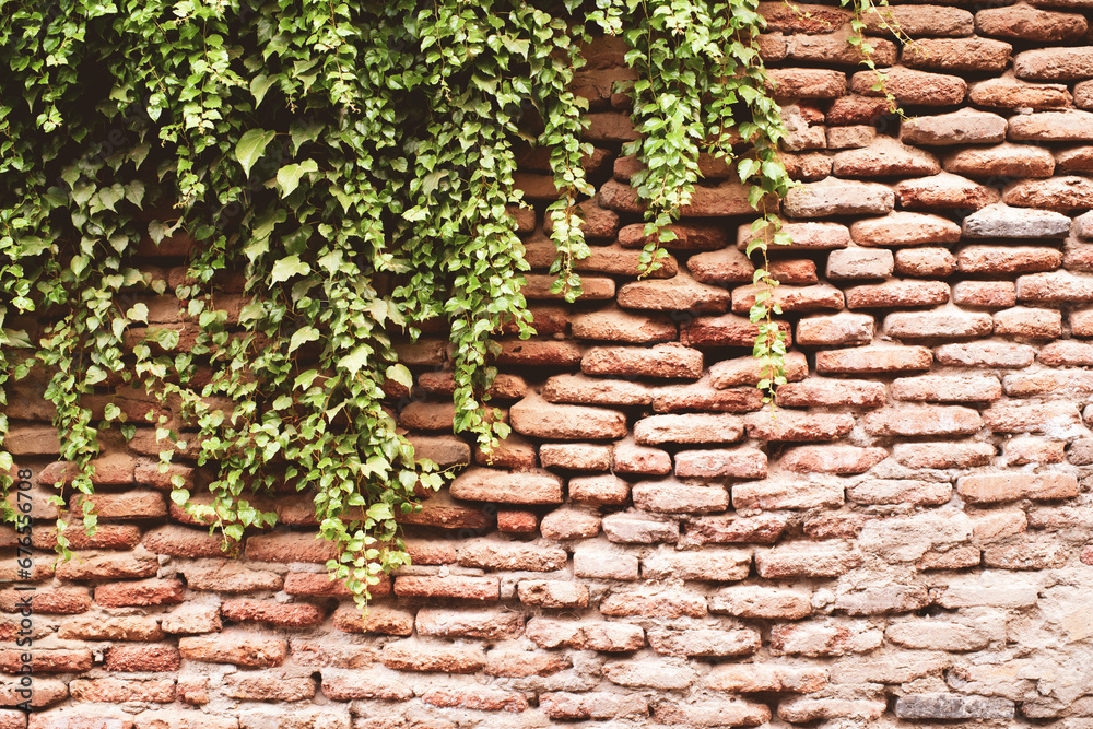 Grunge background of an ancient red brick wall and hanging thickets of green ivy, copy space.