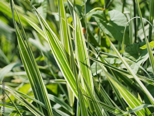 Closeup shot of green leaves of a reed canary plant in the field on a sunny day
