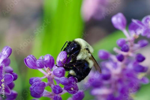 Big bee on purple flowers photo