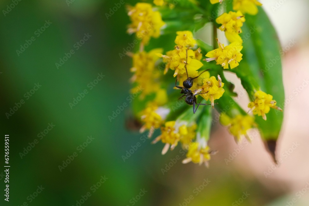 Closeup of an ant of a yellow flower on a blurred background Closeup of an ant of a yellow flower on a blurred background
